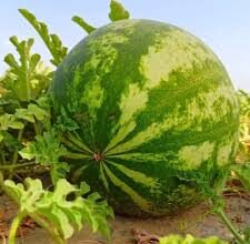 Fresh Matira (watermelon) piled in a Rajasthani market during summer
