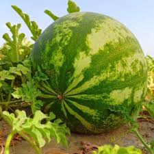 Fresh Matira (watermelon) piled in a Rajasthani market during summer